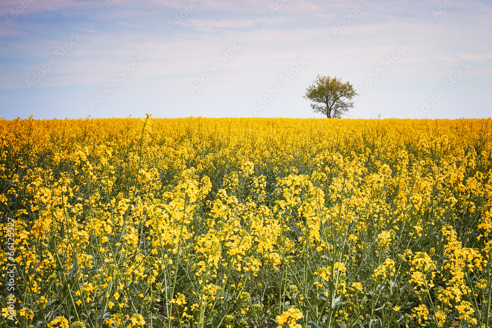 Obraz premium Spring field