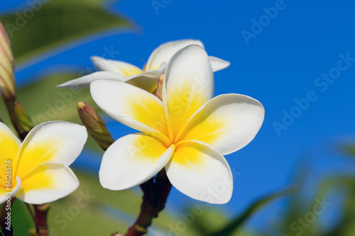 plumeria flowers