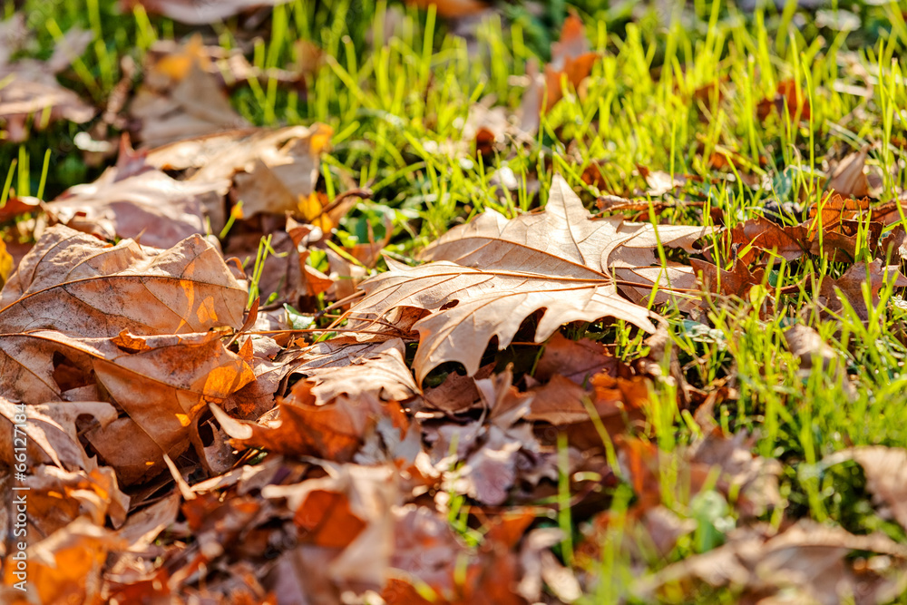 Fototapeta premium orange leaves