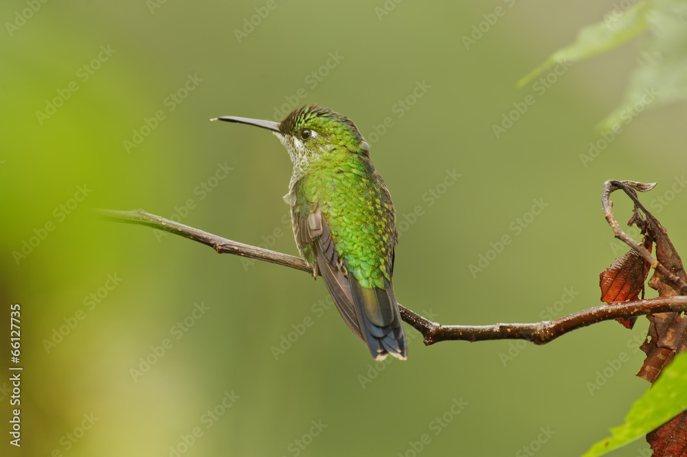 Fototapeta premium Hummingbird
