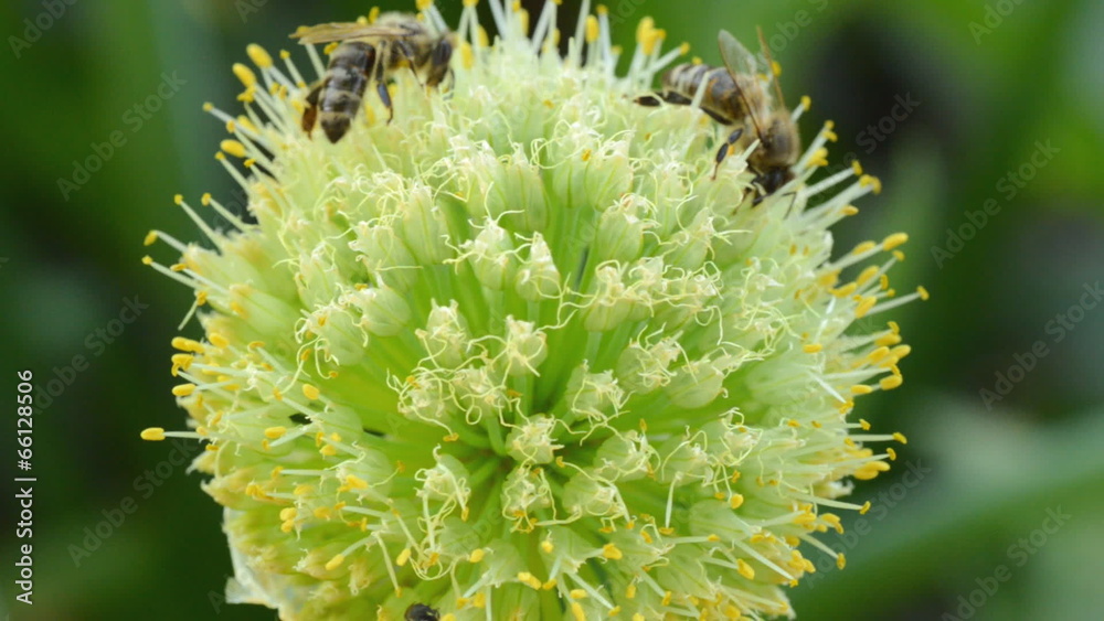 Bee Insects on a Flower (inflorescence of onions) Bee Insects on a Flower (inflorescence of onions)