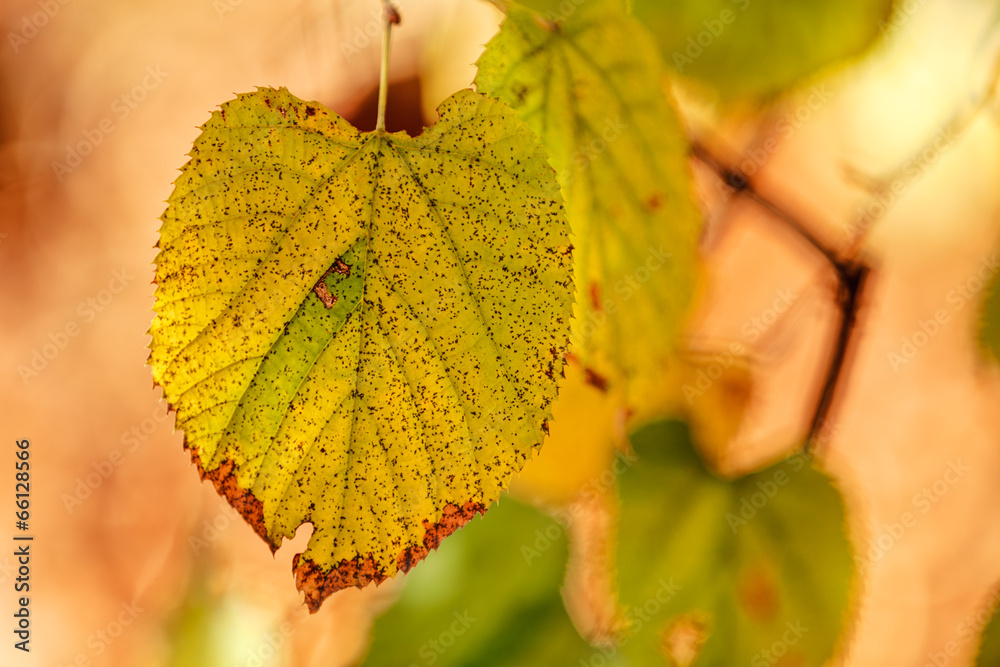 Fototapeta premium leaves in the park
