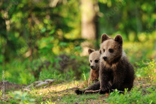 Bear cubs in forest © Erik Mandre