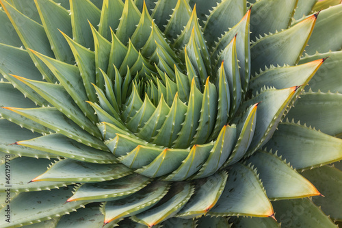 cacti leaves spiral