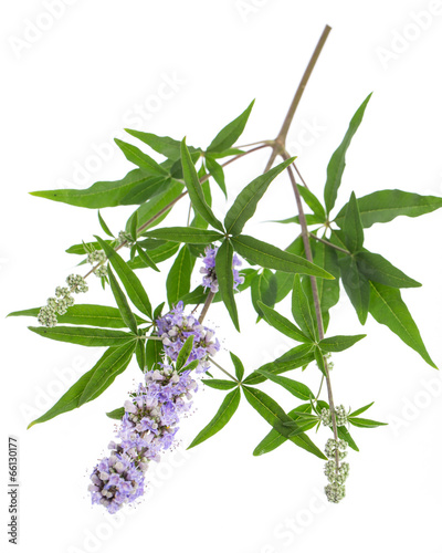 Mönchspfeffer (Vitex agnus-castus) - liegend auf weißem Hinter