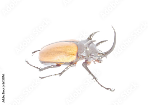 Dynastinae male  Adult Elephant Beetle