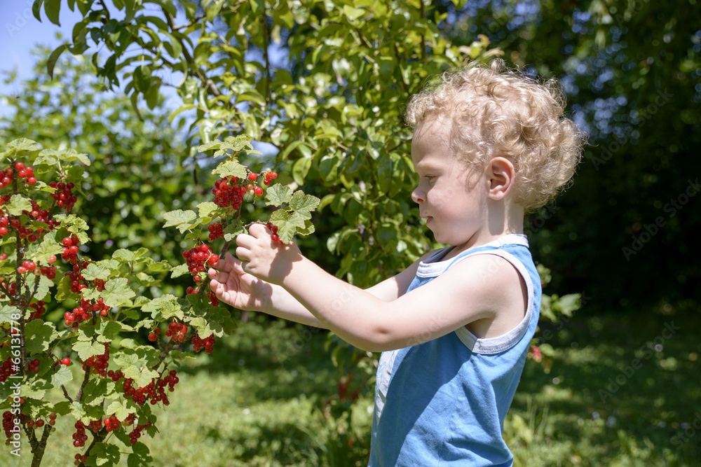 child picking currants in the garden child picking currants in the garden