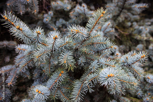 Branches of the Colorado blue spruce