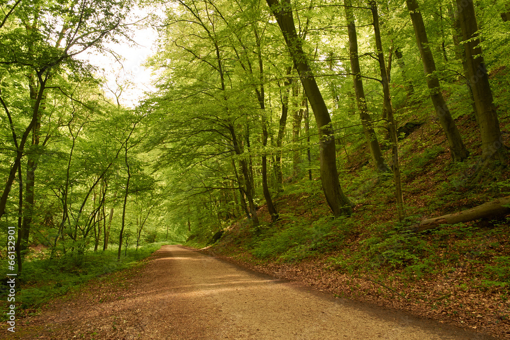 Fototapeta premium Way into forest