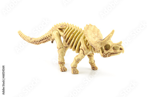 Triceratops fossil skeleton model toy.
