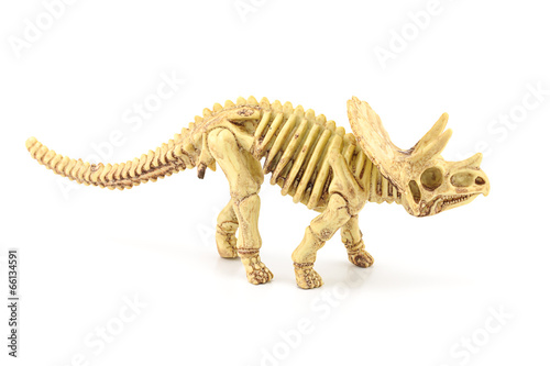 Triceratops fossil  skeleton model toy.