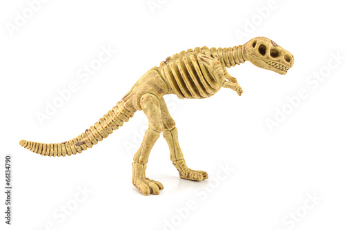 Tyrannosaurus rex fossil skeleton toy isolated on white.