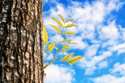 New life growing on the old timber on cloudy sky background.