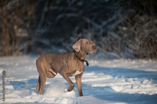 weimaraner dog runs in winter