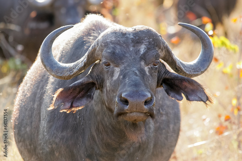 Wild Buffalo with large horns standing in afternoon light