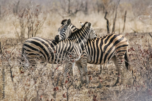 Wild Burchells Zebras standing side by side