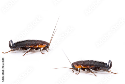Common black cockroach - Blatta orientalis