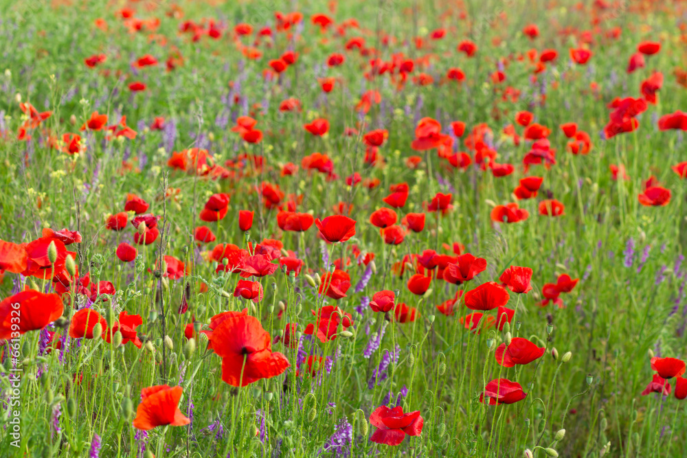 poppy field in summer