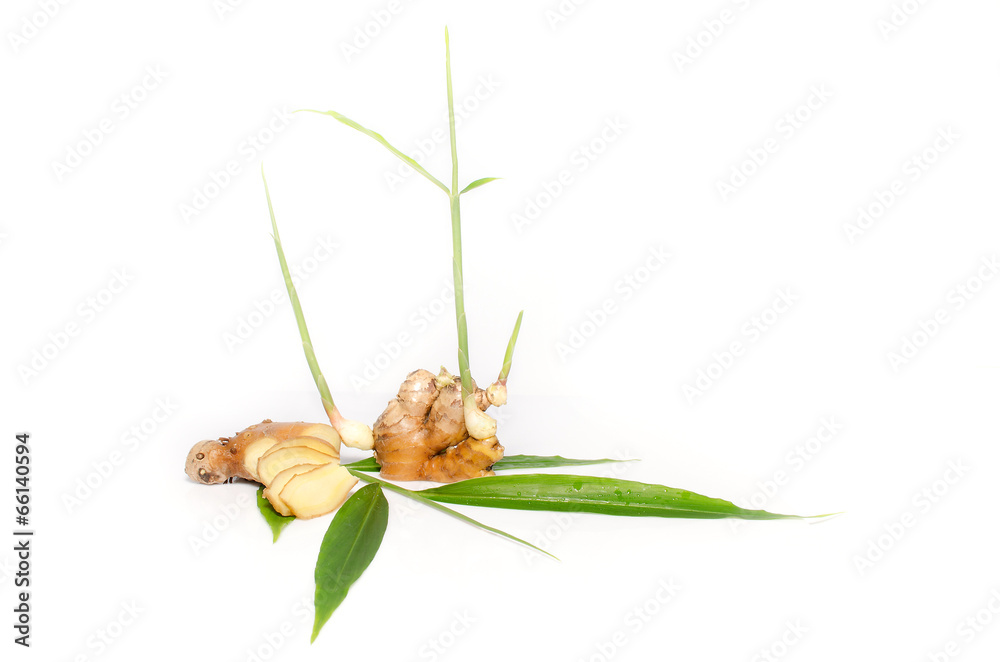 ginger isolated on white background ginger isolated on white background