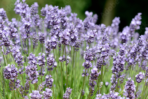 Fototapeta Naklejka Na Ścianę i Meble -  Lavendel