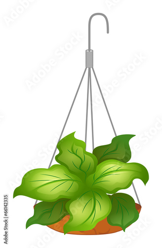 A hanging pot with green leafy plant