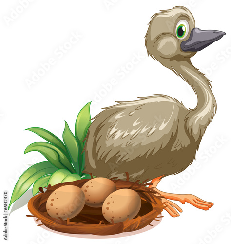 An ostrich beside the nest with eggs