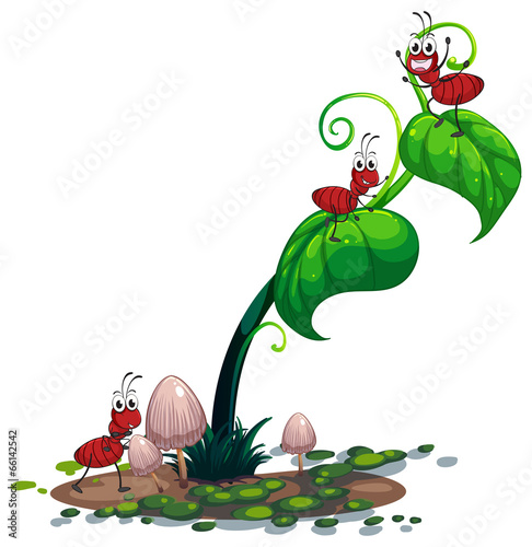 A green plant with ants