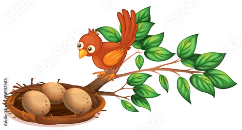 A bird watching the eggs