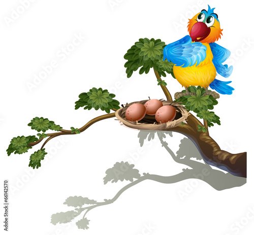 A parrot watching the eggs in the nest