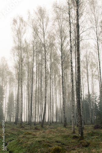 Birch forest.