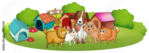 Cute dogs outside the doghouses