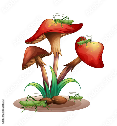 Mushrooms with grasshoppers