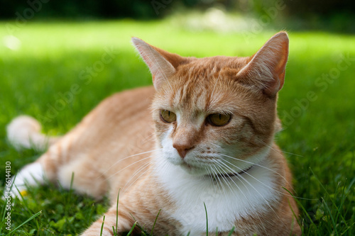 Red house cat lying on the lawn © shviddk