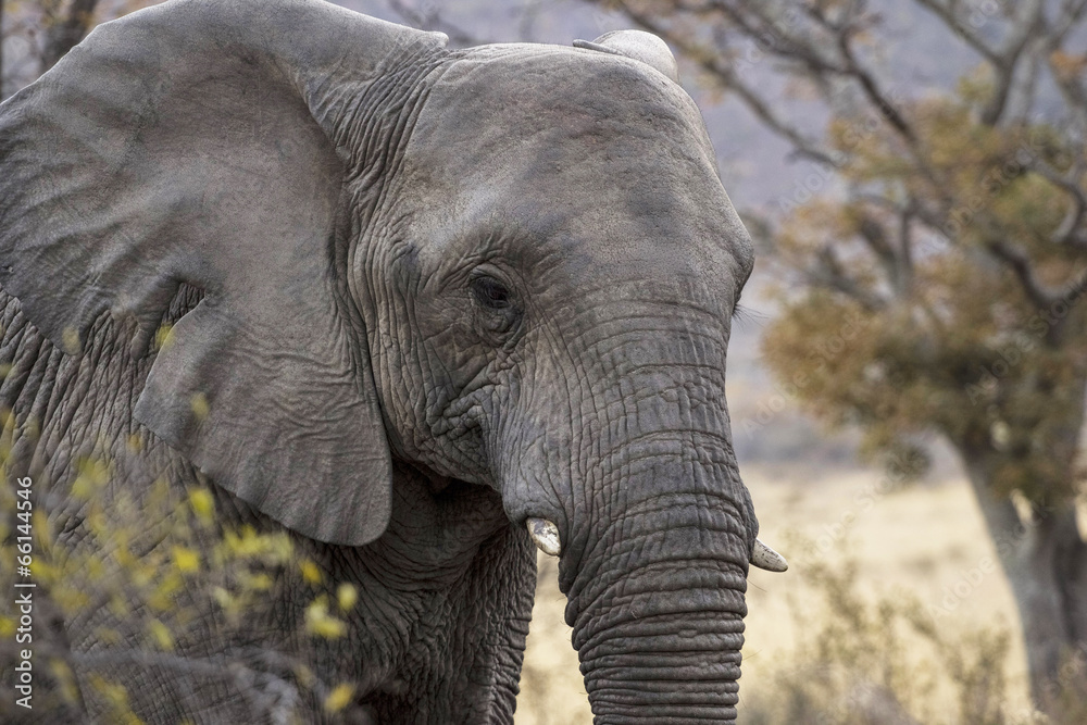 african elephant african elephant