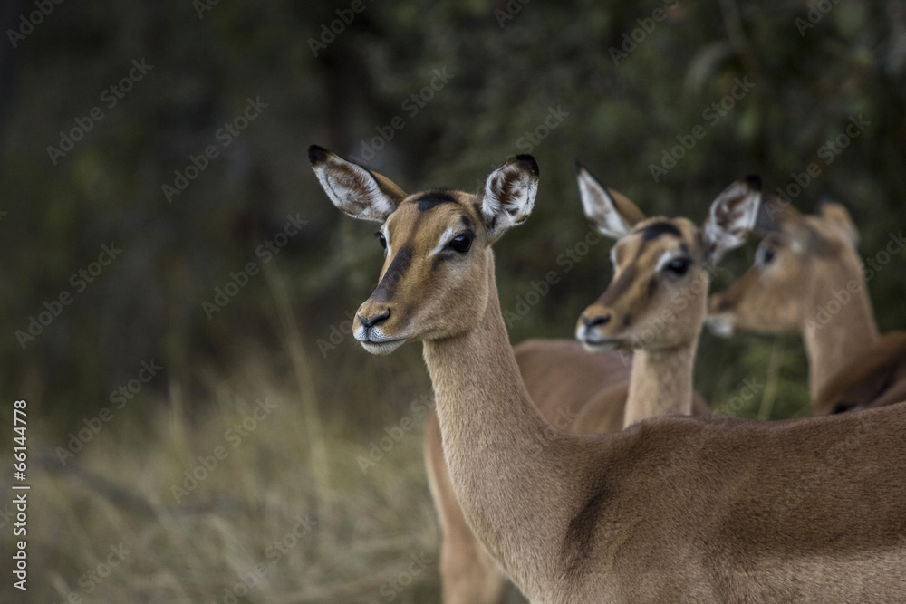 african antelope