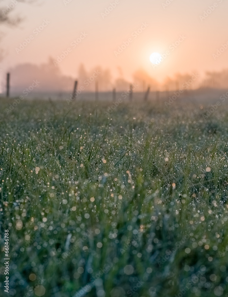 Naklejka premium Meadow