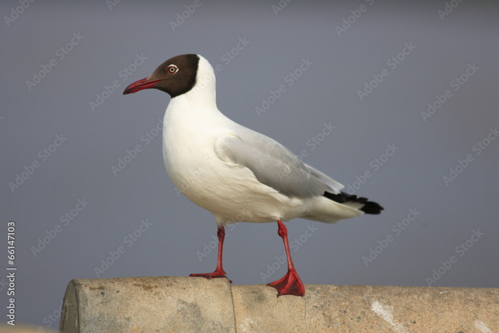 Brown-headed Gull (Larus brunnicephalus) in Thailand Brown-headed Gull (Larus brunnicephalus) in Thailand