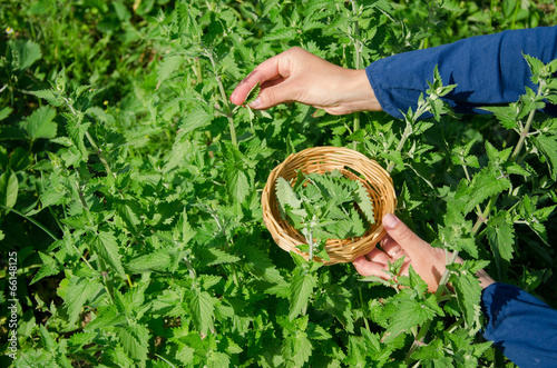 herbalist girl hand pick balm mint herb plant