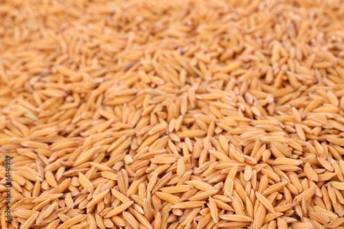 Focus near pile raw of dry paddy grain unmilled rice.