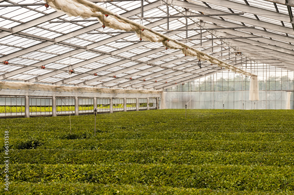 Green house for growing green tea