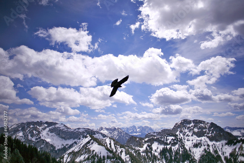 Eagle in the sky, Germany