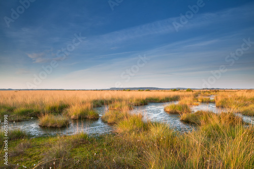 gold sunshine over swamp