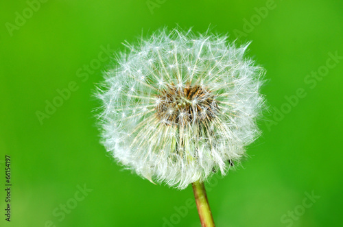 Dandelion seeds on the green background