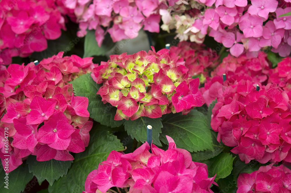bright red hydrangea bright red hydrangea