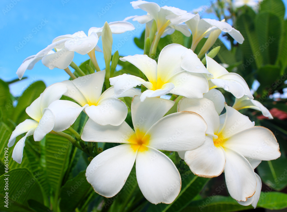 Fototapeta premium white and yellow frangipani flowers with leaves in background