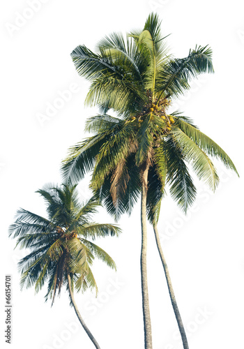 Fototapeta Naklejka Na Ścianę i Meble -  Palm Trees Isolated on White