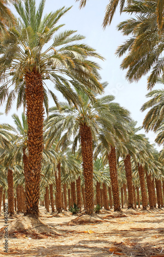plantation of date palm at kibbutz Ein Gedi  Israel