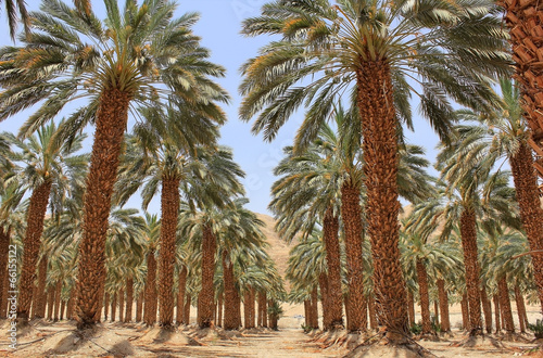 plantation of date palm at kibbutz Ein Gedi, Israel