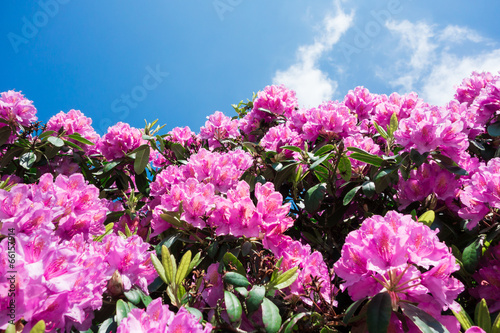 Rhodedendron, kräftiger Blütenstand photo