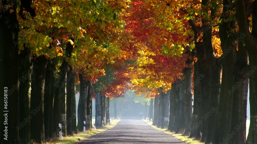 Allee im Herbst vid 01